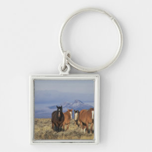 Llavero EE. UU., Wyoming, cerca del grupo de caballos de C