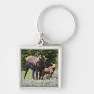 Llavero EE. UU., Wyoming, montañas Bighorn, alce Alces