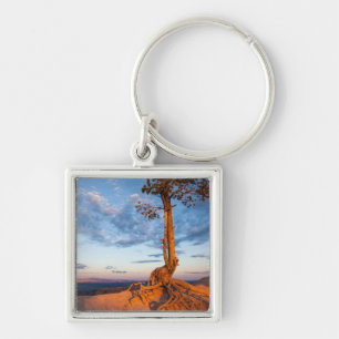 Llavero El árbol se aferra en la repisa, parque nacional