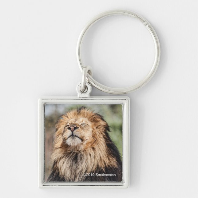 Llavero El baño de sol de los leones masculinos (Frente)