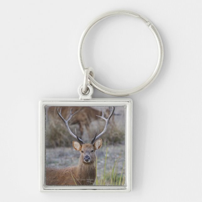 Llavero El Barasingha o el Barasinga (Rucervus (Frente)