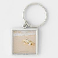 El Brasil, Río de Janeiro, Buzios, cangrejo