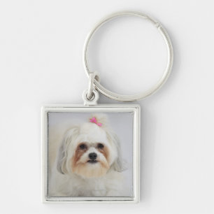 Llavero el frise del bichon con un arco rosado en él es