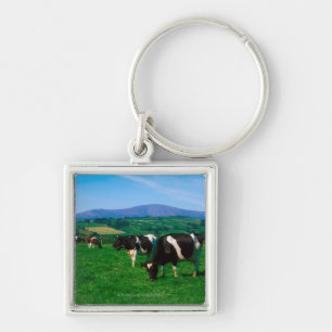 Llavero El Holstein-frisón se acobarda cerca de Borris,