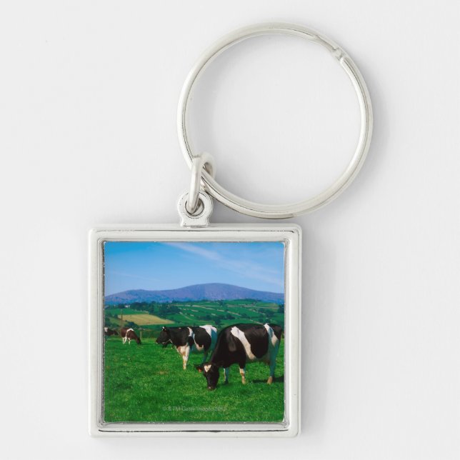 Llavero El Holstein-frisón se acobarda cerca de Borris, (Frente)