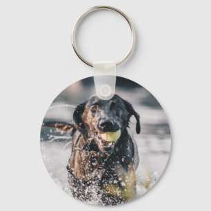 Llavero El Labrador Negro Juega A La Búsqueda En El Agua