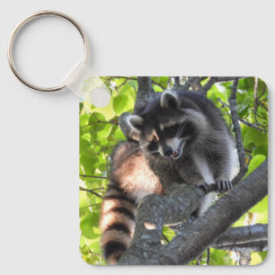 Llavero El mapache en un árbol