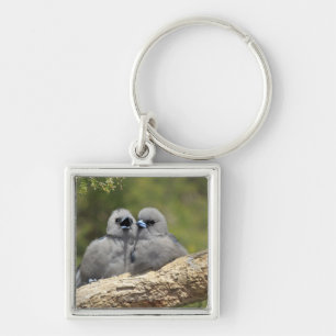 Llavero El negro hizo frente a Woodswallow, cinereus del