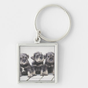 Llavero El Schnauzer miniatura es una raza del pequeño