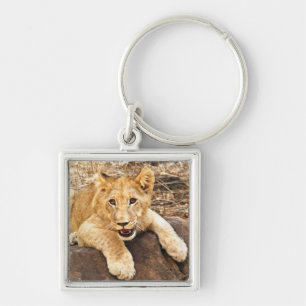 Llavero El tigre Cub toma el respiradero en una roca