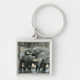 Llavero Elefante africano, (Loxodonta africana), bebiendo