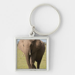 Llavero Elefante Africano (Loxodonta Africana), Masai