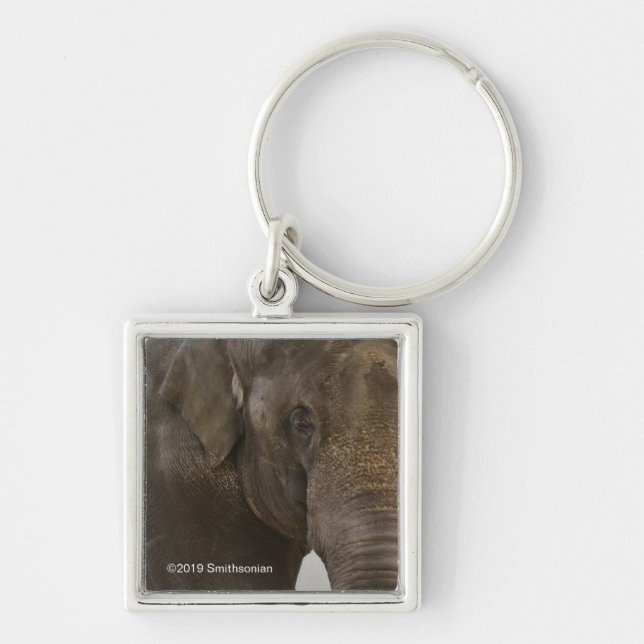 Llavero Elefante boca arriba (Frente)