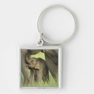 Llavero Elefante indio / asiático y cría, Corbett 2