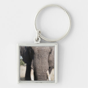 Llavero Elefante (Loxodonta africana), Abu Camp 3