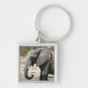 Llavero Elefante (Loxodonta africana), Canal Savute