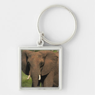 Llavero Elefante (Loxodonta Africana), Hwange Nacional