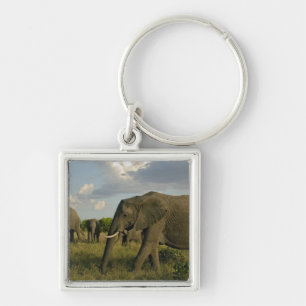 Llavero Elefantes africanos pastando, Loxodonta africana,