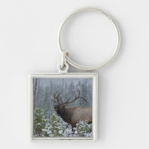 Llavero Elk toro en nieve llamando, torpe, Yellowstone