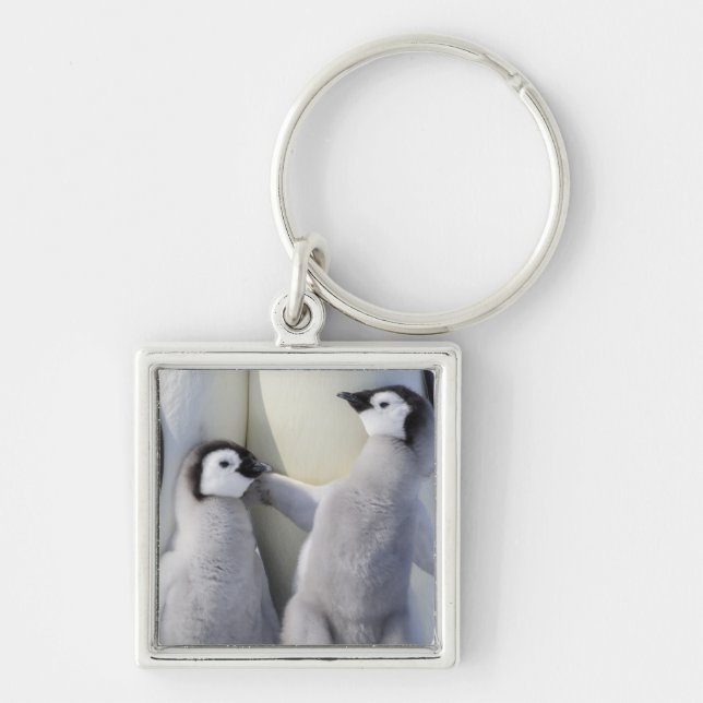 Llavero Emperador Penguin Chick (Frente)