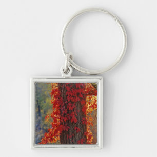 Llavero Enredadera de Virginia rojo brillante en otoño en