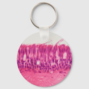Llavero Epitelio Ciliated debajo del microscopio