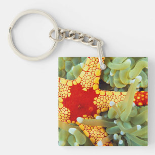 Llavero Estrella de mar roja y amarilla