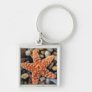 Llavero Estrellas de mar en rocas