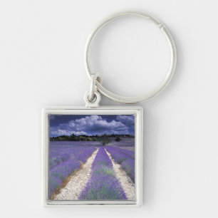 Llavero Europa, Francia, Provenza. Campos de lavanda