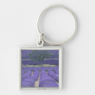 Llavero Europa, Francia, Provenza, Sault, Campos de lavand