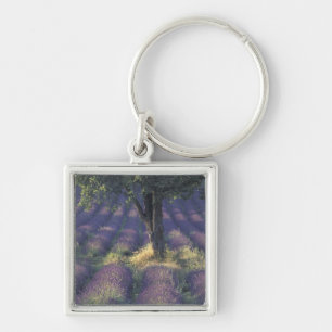 Llavero Europa, Francia, Provenza, Sault, Lavanda
