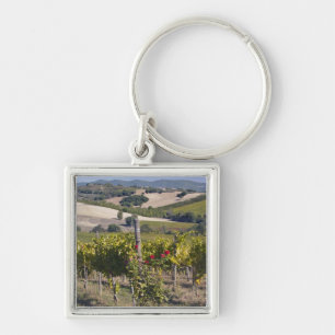 Llavero Europa, Italia, Umbría, cerca de Montefalco, Viñed