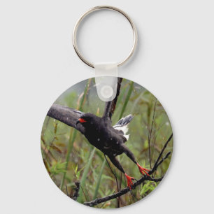 Llavero Everglades Snail Kite #1 keychain