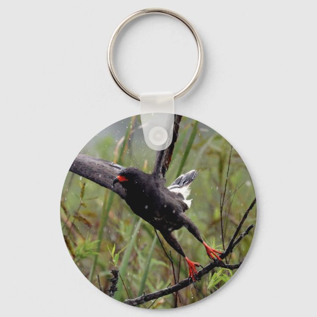 Llavero Everglades Snail Kite #1 keychain (Anverso)