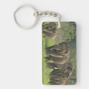 Llavero Familia elefante india