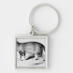 Llavero Felis Pajeros, placa 9