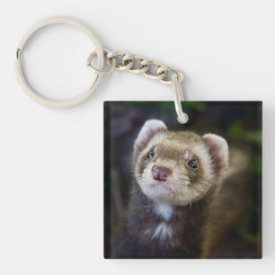 Llavero Ferret