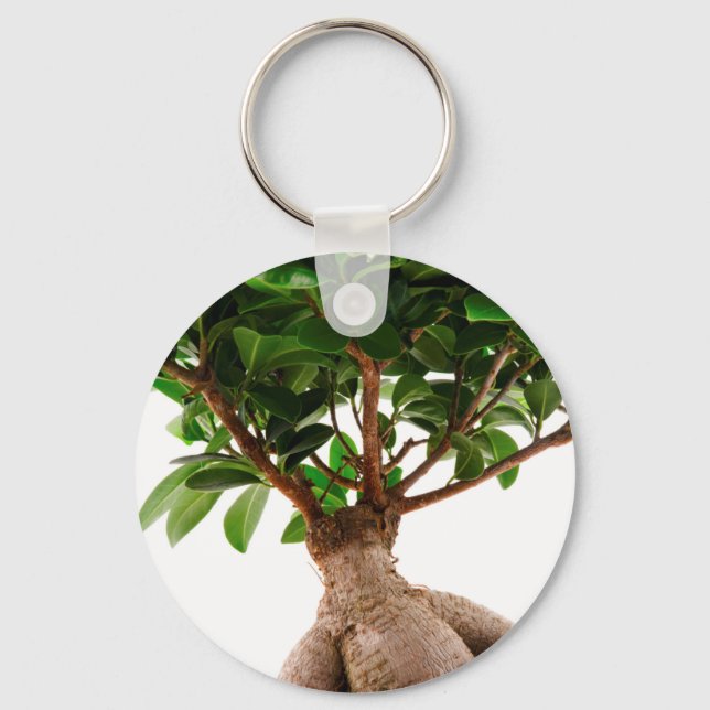Llavero Ficus Ginseng (Anverso)