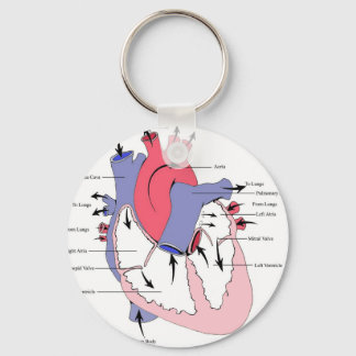 Llavero Figura 2. Función normal del corazón.jpg