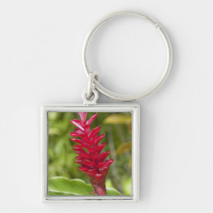 Llavero Fiyi, isla de Viti Levu. Flor.
