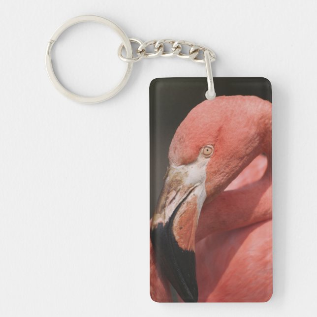 Llavero Flamenco chileno, Phoenicopterus chilensis (Frente)