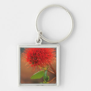 Llavero Flor de frasco natal (Greyia Sutherlandii)