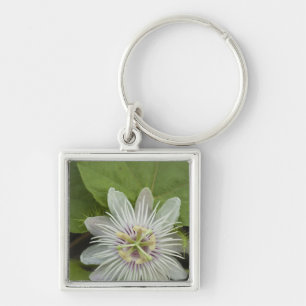 Llavero Flor de la Pasión de Galápagos Passiflora foetida