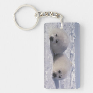 Llavero Foca de Groenlandia (Phoca groenlandica) crías de