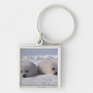 Llavero Foca de Groenlandia (Phoca groenlandica) Crías de