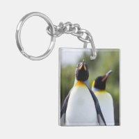 Fotografía de los pingüinos del rey orgulloso