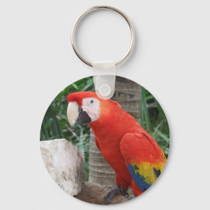 Llavero Fotografía del Macaw del escarlata