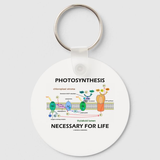 Llavero Fotosíntesis necesaria para la vida (Anverso)