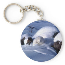 Fox ártica estadounidense