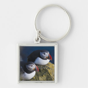 Llavero Frailecillo atlántico (Fratercula arctica) 7